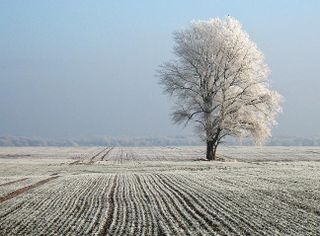 Snow tree 2