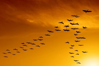 Geese-v-formation02